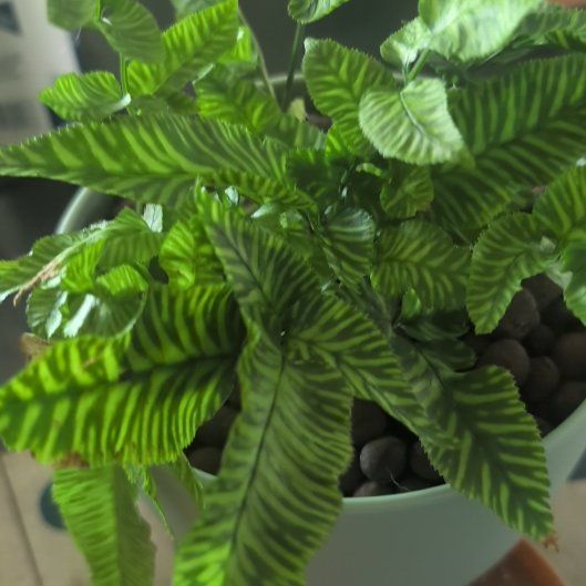 Photo of the plant species Bamboo Golden Zebra FERN by @UpfrontAvocado named Aria on Greg, the plant care app