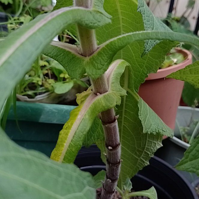 Photo of the plant species Cutleaf Teasel by @HelperKale16 named Marley on Greg, the plant care app