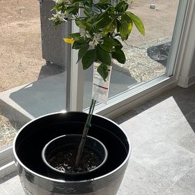 Photo of the plant species Midknight Valencia Orange Tree by @WinPeanut50 named Athena on Greg, the plant care app