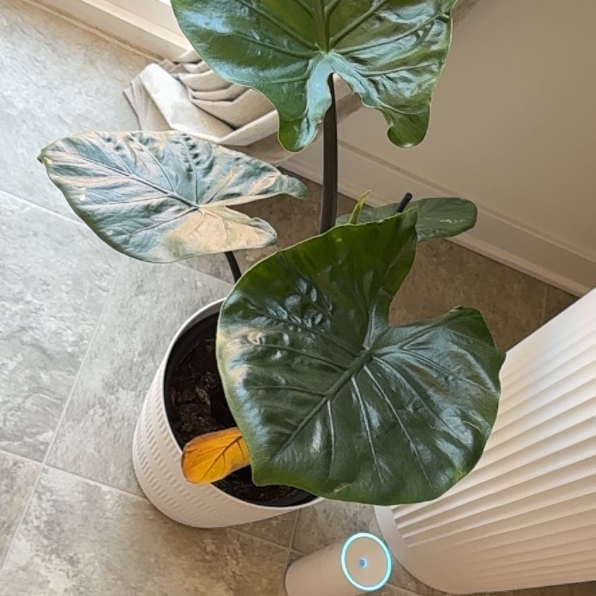 Photo of the plant species Dark Star Elephant Ear by @WinPeanut50 named Figyonce on Greg, the plant care app