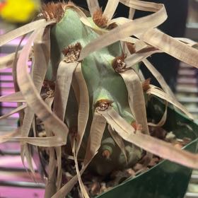 Photo of the plant species paper spine cactus by @Tropikitty named Harry on Greg, the plant care app