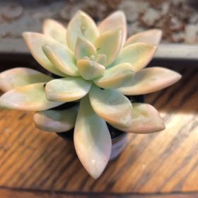 Photo of the plant species Graptopetalum 'Purple Delight' by @Tropikitty named Girlfrond on Greg, the plant care app