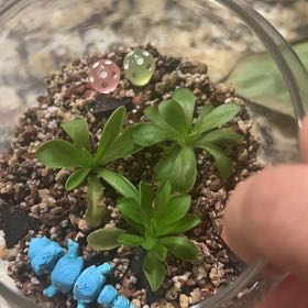 Photo of the plant species Mexican Butterwort by @Tropikitty named Bruce Lee on Greg, the plant care app