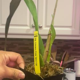 Photo of the plant species Hybrid Orchid by @Tropikitty named Eva on Greg, the plant care app