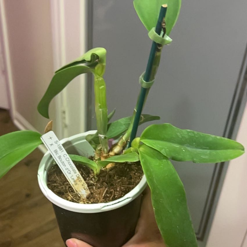 Photo of the plant species Cattleya Orchid by @Tropikitty named Muhammad Ali on Greg, the plant care app