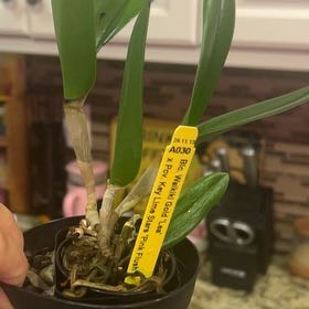 Plant care for Waikiki on Greg, the plant care app
