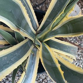 Photo of the plant species Varigated Agave by @Tropikitty named Coco on Greg, the plant care app