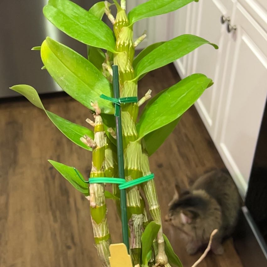 Photo of the plant species Dendrobium 'Sea Mary Snow King' by @Tropikitty named Bigleef Smalls on Greg, the plant care app
