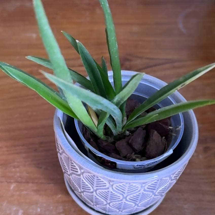 Photo of the plant species Tolumnia Orchid by @NurseWoodspurge named Lion & Gules on Greg, the plant care app