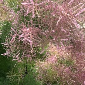 Photo of the plant species Five-Stamen Tamarisk by @AvidGardenia44 named Stella on Greg, the plant care app