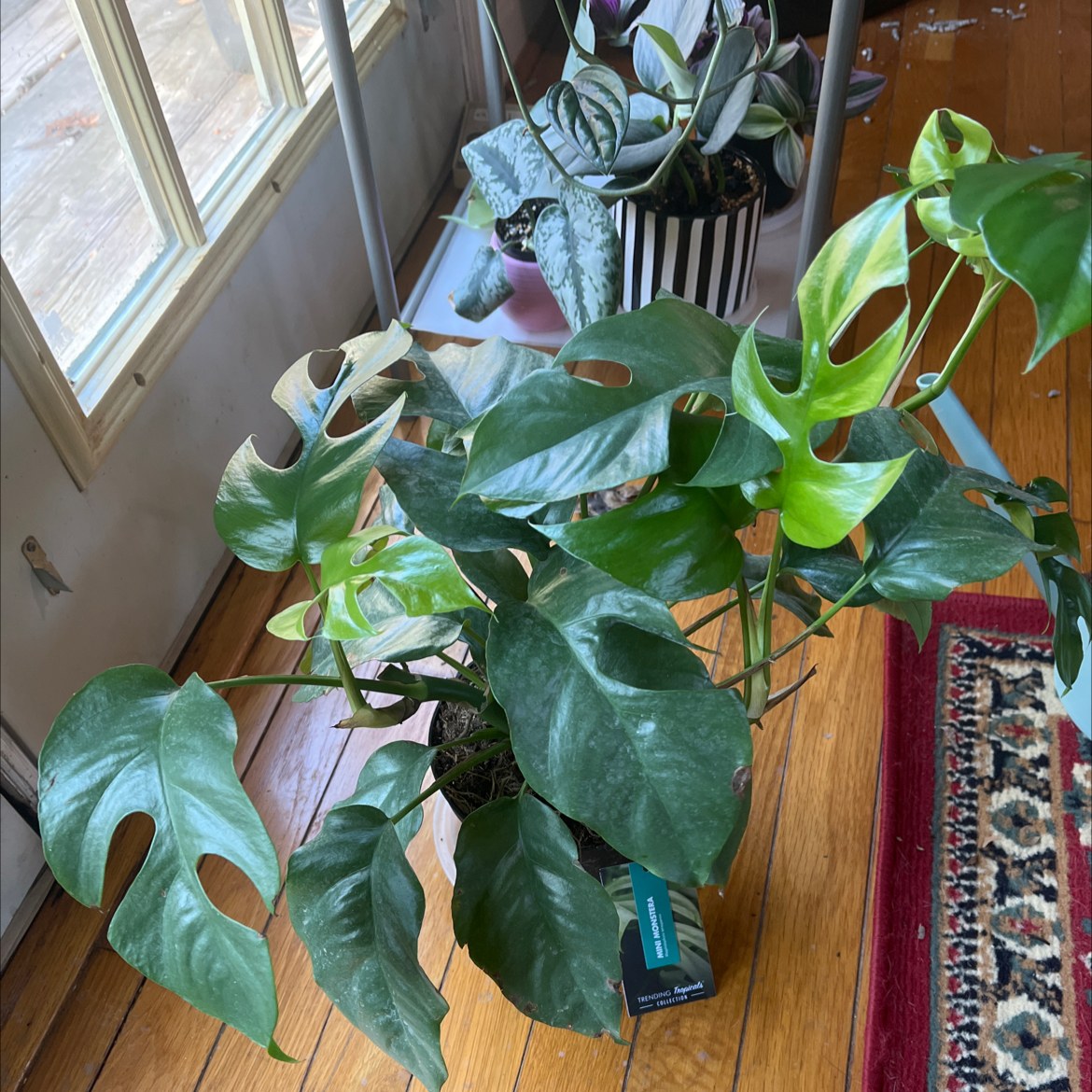 Mini Monstera plant with vibrant green leaves and characteristic splits, indoors with other plants.