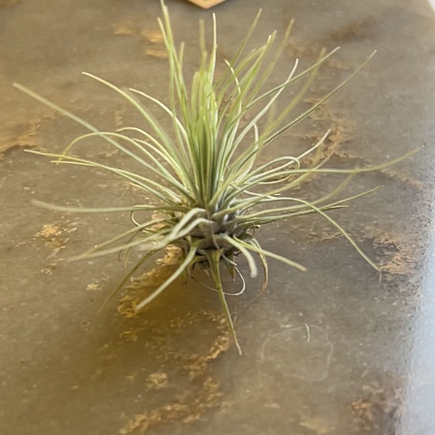 Photo of the plant species Tillandsia magnusiana Air Plant by @PluckyGinger2 named Oscar on Greg, the plant care app