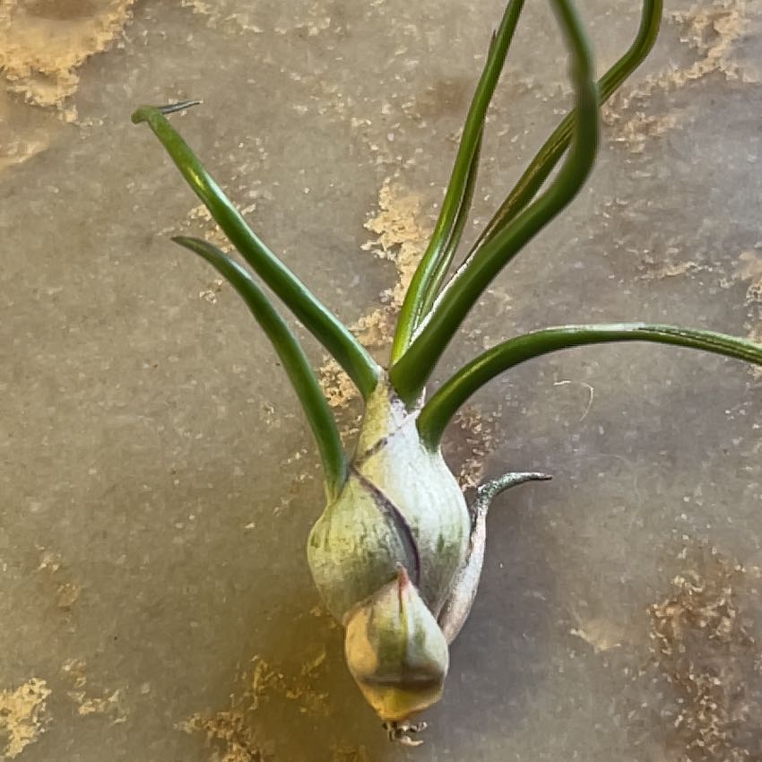 Photo of the plant species Guatemala Air Plant by @PluckyGinger2 named Gobi on Greg, the plant care app