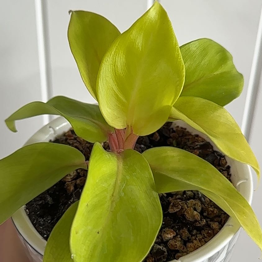 Photo of the plant species philodendron golden by @GenialOkra64 named Kobe on Greg, the plant care app