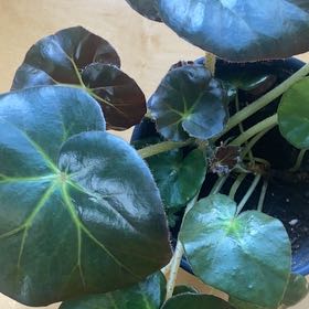 Photo of the plant species Begonia erythrogyna by @AngelicCat41 named Sanders on Greg, the plant care app