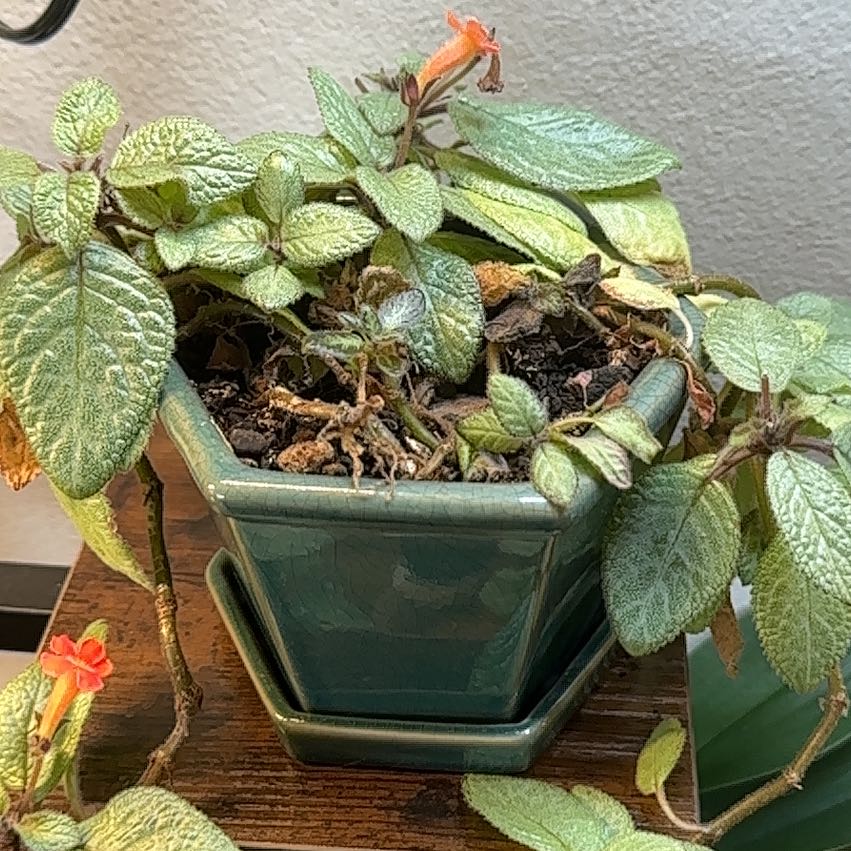 Photo of the plant species Flame Violet 'Emerald Velvet' by @KeyLovage62 named Gregarious on Greg, the plant care app