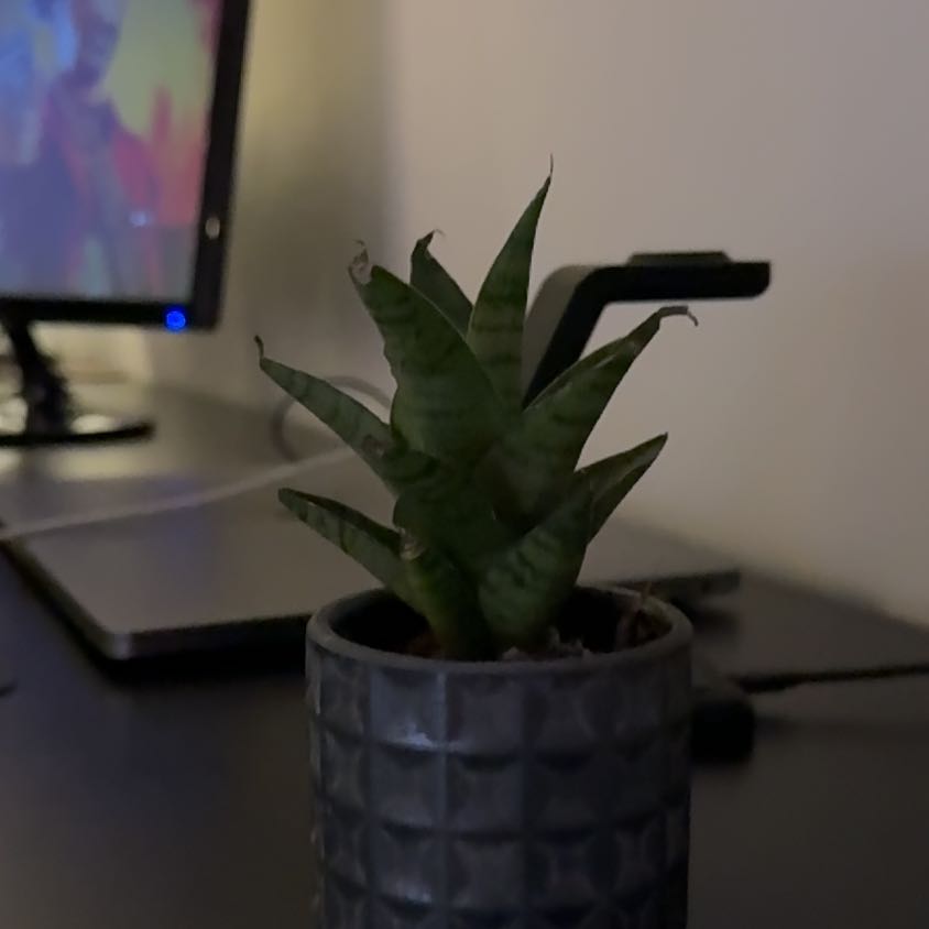 Photo of the plant species Tough Lady by @MovingPitayita named McKinley on Greg, the plant care app
