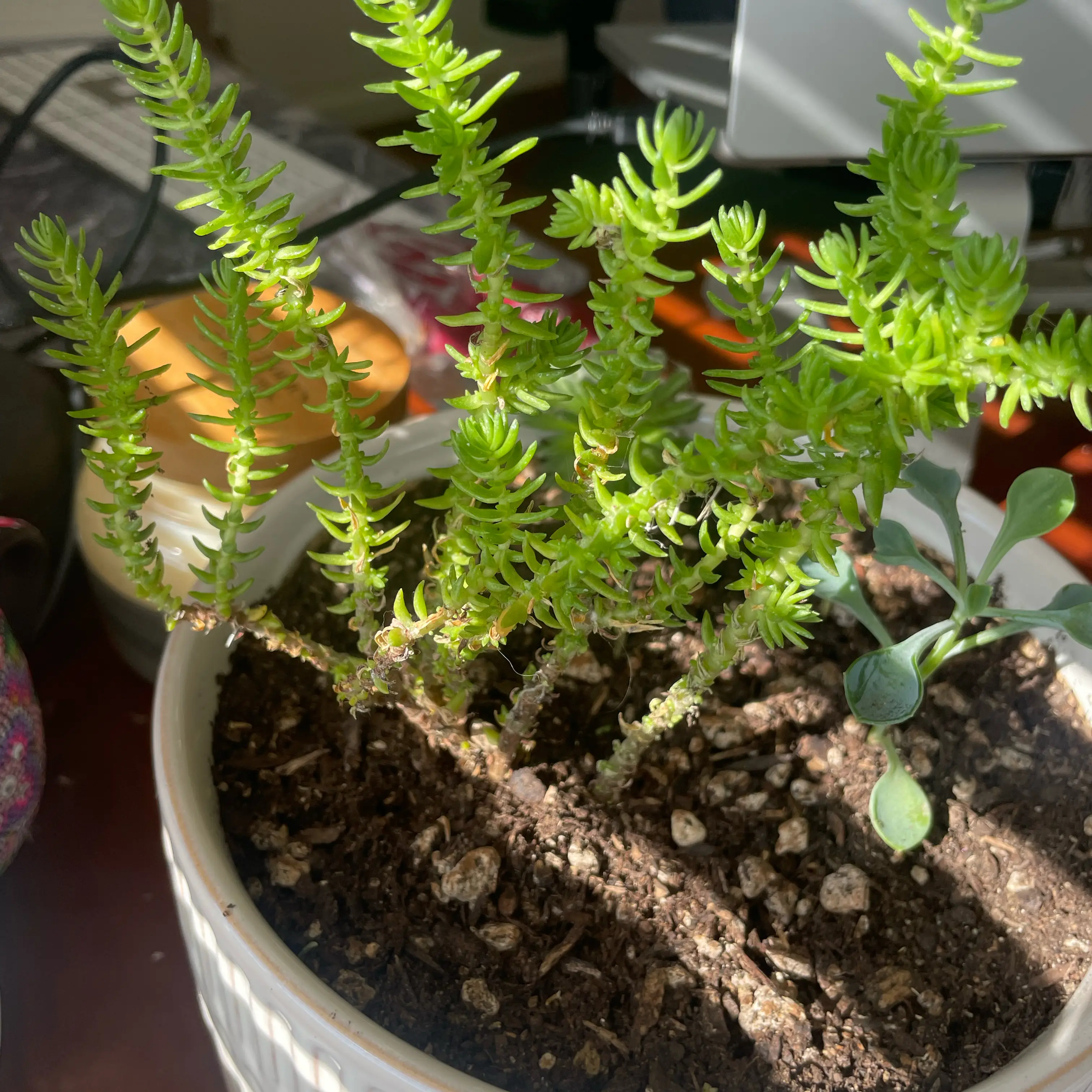 Photo of the plant species Crassula schimperi by @WelsomeSalad35 named Marley on Greg, the plant care app
