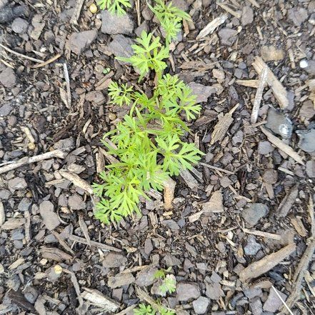 Photo of the plant species Rainbow Carrot by @VisionaryZinnia named Wall-E on Greg, the plant care app