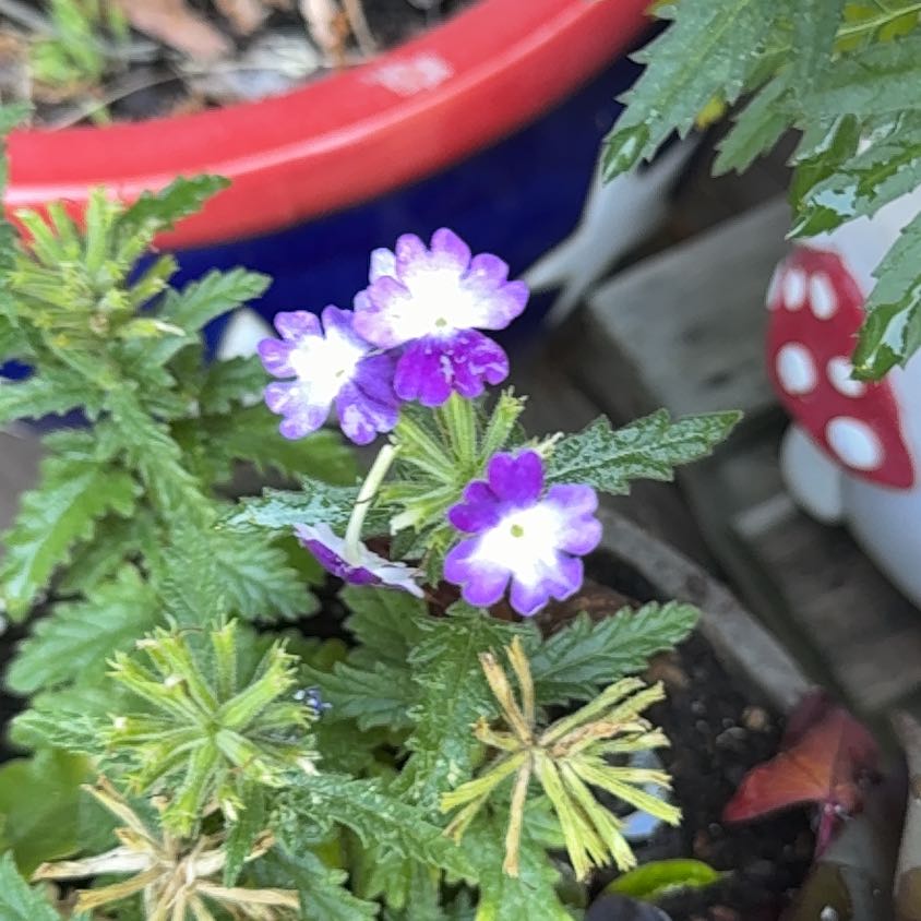 Photo of the plant species Trailing Lantana by @SoulmateSalal4 named LiloStitch on Greg, the plant care app