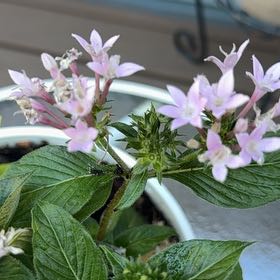 Photo of the plant species Egyptian Starcluster by @SoulmateSalal4 named Harmony on Greg, the plant care app