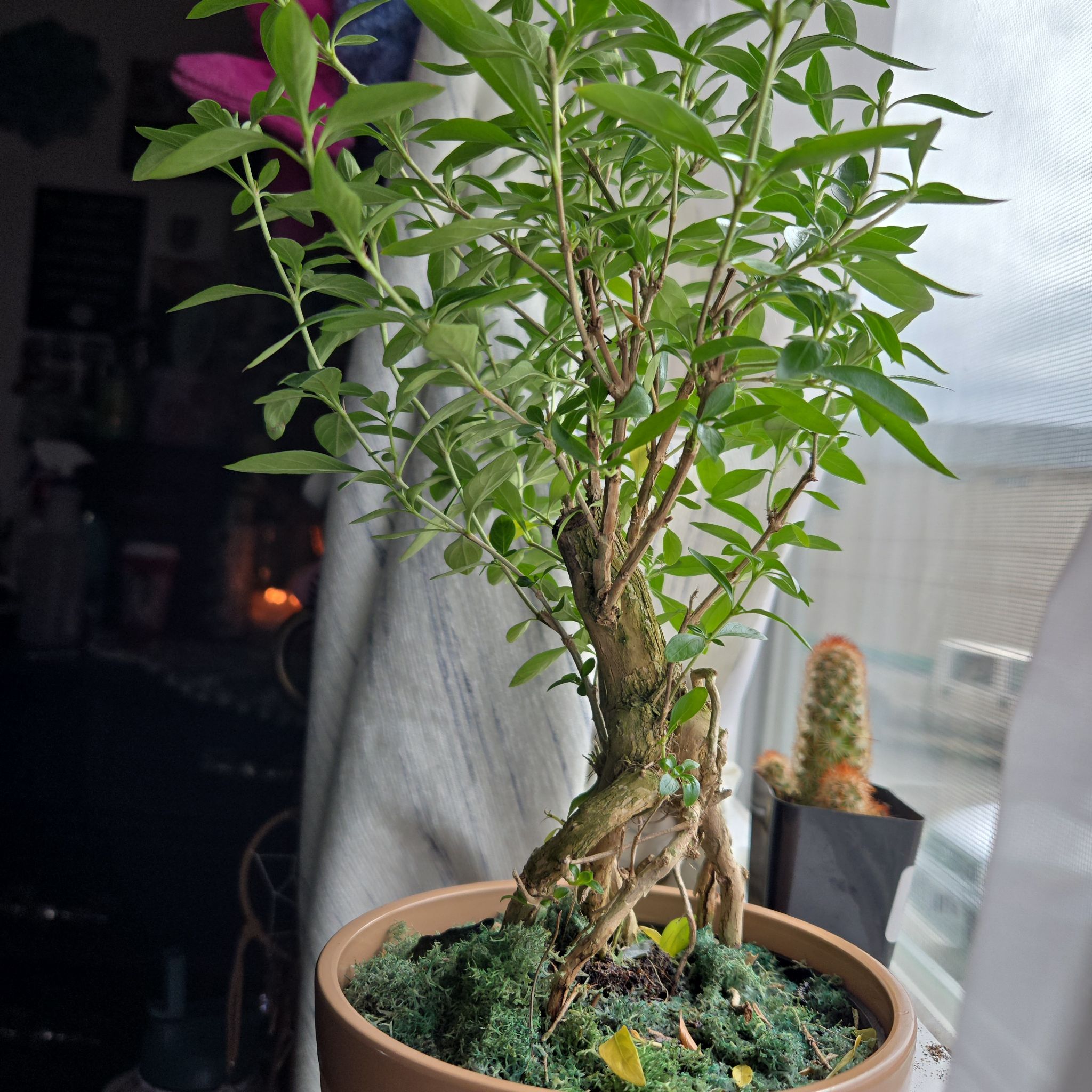 Photo of the plant species Snowrose by @SuperDownyphlox named Rosa on Greg, the plant care app
