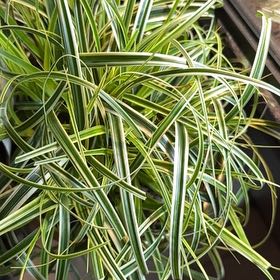 Photo of the plant species Carex Feather Falls by @CozyCherryred16 named Lavender on Greg, the plant care app