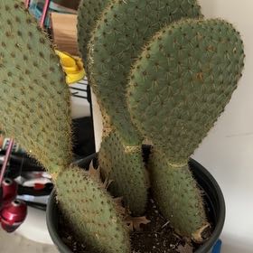 Photo of the plant species Golden Prickly-Pear by @CozyCherryred16 named Coco on Greg, the plant care app