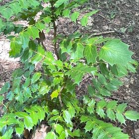 Photo of the plant species Beale's Mahonia by @AngelicKanna93 named Forrest on Greg, the plant care app