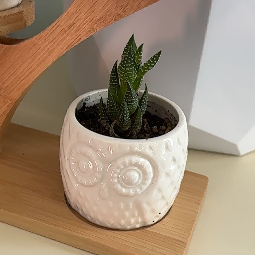 Photo of the plant species Haworthia coarctata f. conspicua by @PeakThumbcactus named Zion on Greg, the plant care app