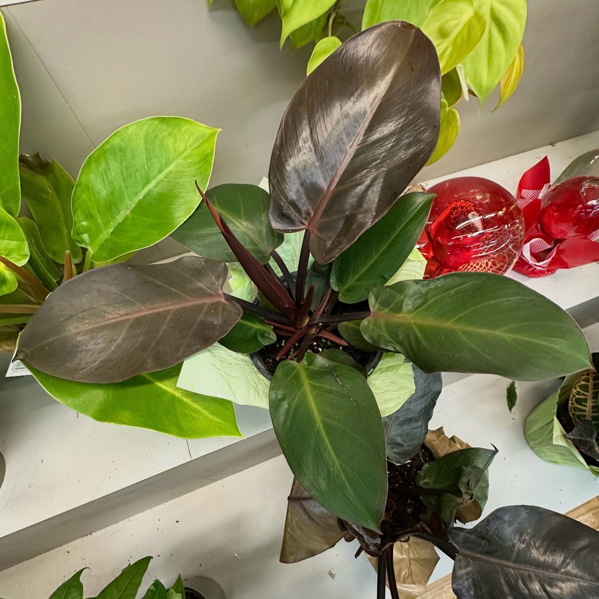 Photo of the plant species Philodendron 'Black Cardinal' by @PeakThumbcactus named Sigmund on Greg, the plant care app