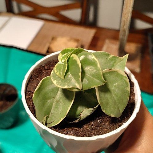 Photo of the plant species peperomia by @JoyfulSeagrapes named Trickie on Greg, the plant care app