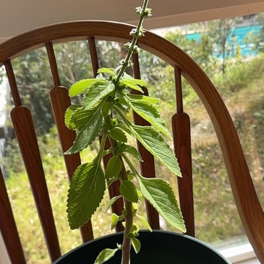 Photo of the plant species Boldo by @BossWinika78 named da Vinci on Greg, the plant care app