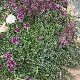 Photo of the plant species Thyme by @JocundLukasikii named Madonna on Greg, the plant care app