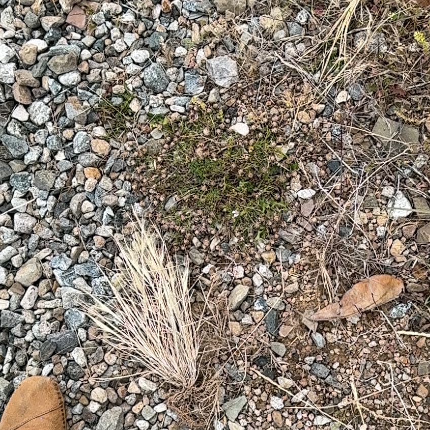 Photo of the plant species Pineapple Cactus by @JocundLukasikii named Winston on Greg, the plant care app