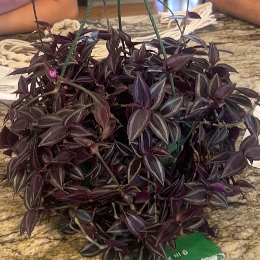 Photo of the plant species Wondering Jude Tortuga by @FitNikkofir84 named Lola on Greg, the plant care app