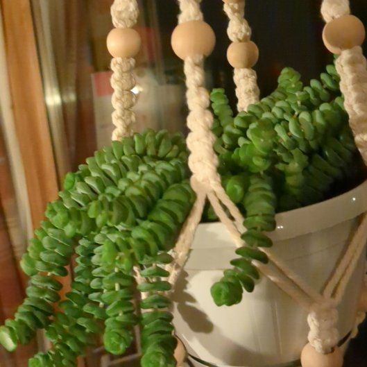 Photo of the plant species Hottentot Crassula by @SavvyFigopuntia named Fernie Mac on Greg, the plant care app