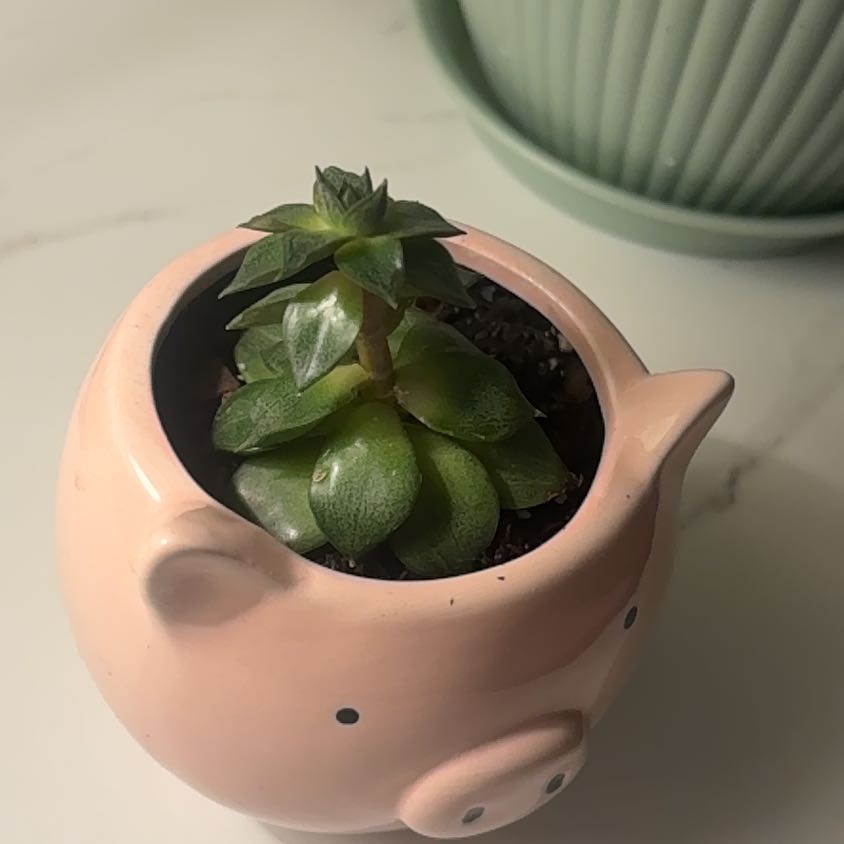 Photo of the plant species Succulent by @LeadingTievine named Pig Aloe on Greg, the plant care app