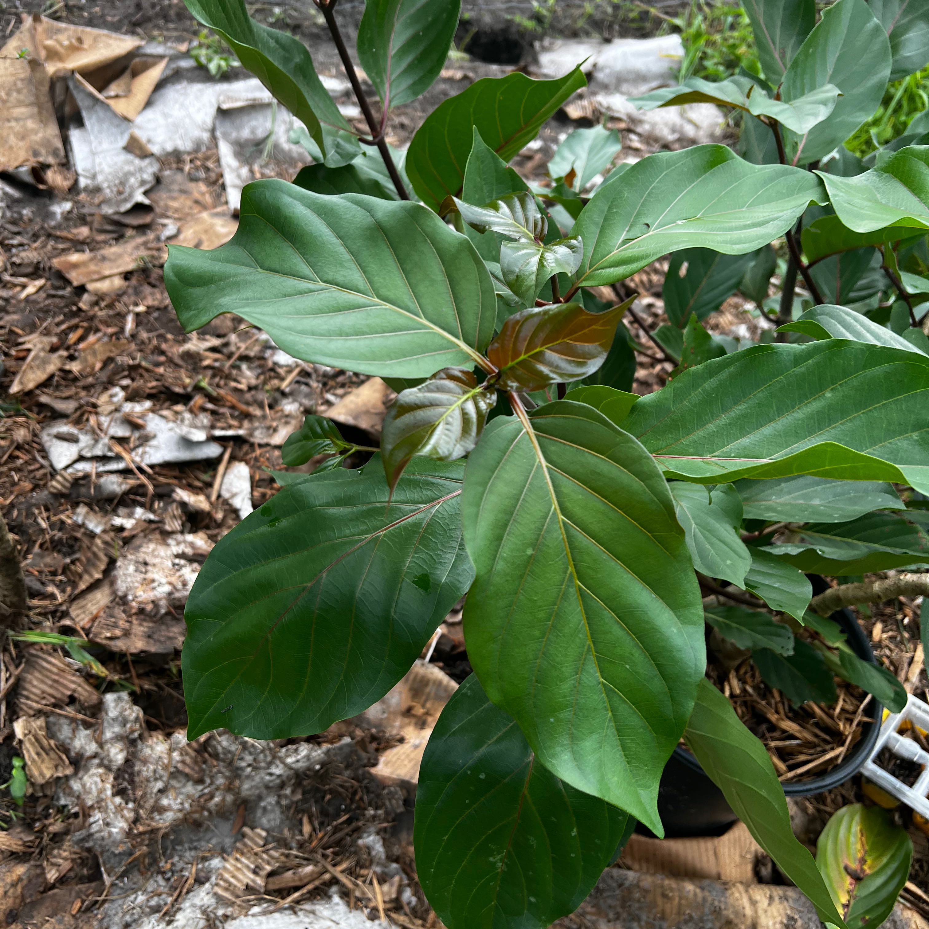 Japanese Persimmon plant with large green leaves, healthy condition.