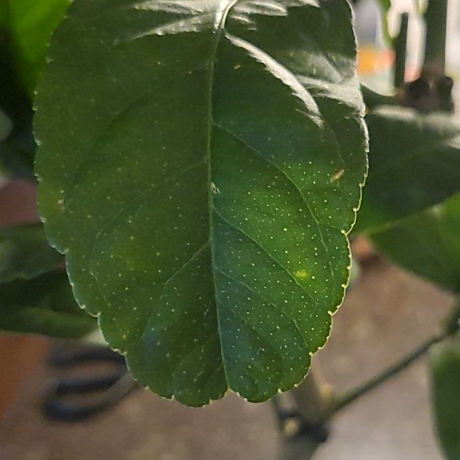 Photo of the plant species Buddha's Hand Citron by @DashingParsley9 named McKinley on Greg, the plant care app
