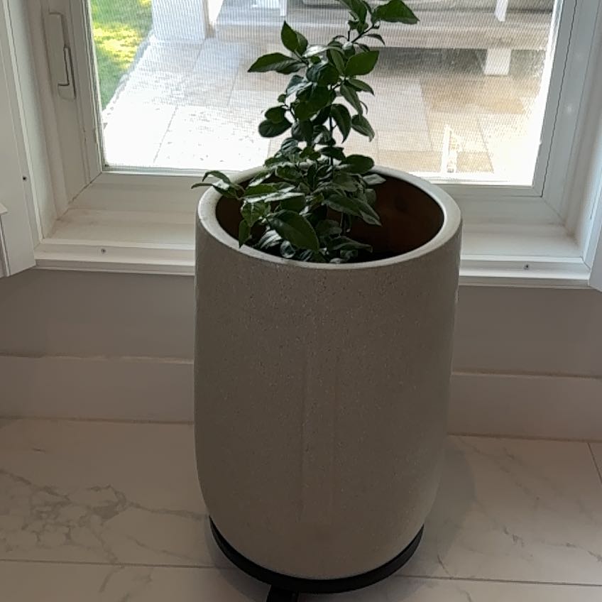 Photo of the plant species Santa Teresa Lemon Tree by @GodlyRosemoss41 named Fernie Saunders on Greg, the plant care app