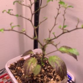Photo of the plant species Bolivian Rainbow Pepper by @TrueblueBibi95 named Paytsar on Greg, the plant care app