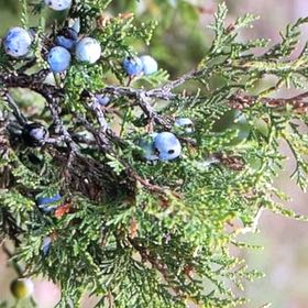 Photo of the plant species Crimean Juniper by @SalientComet named Papoutsa ✝️ on Greg, the plant care app