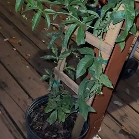 Photo of the plant species Purple Passionflower by @BreezyBorage named Ronaldo on Greg, the plant care app