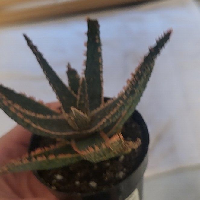 Photo of the plant species Haworthia-leaved Aloe by @BalancedWasabi named hazy on Greg, the plant care app