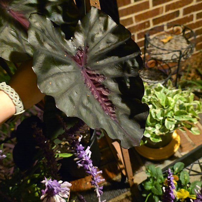 Photo of the plant species Colocasia 'Redemption' PP34,729 by @VigilantPokaka named Scarlett on Greg, the plant care app