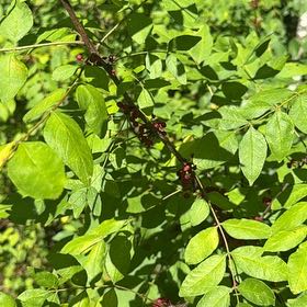 Photo of the plant species Coralberry by @SirLimetuff9 named Osmo on Greg, the plant care app