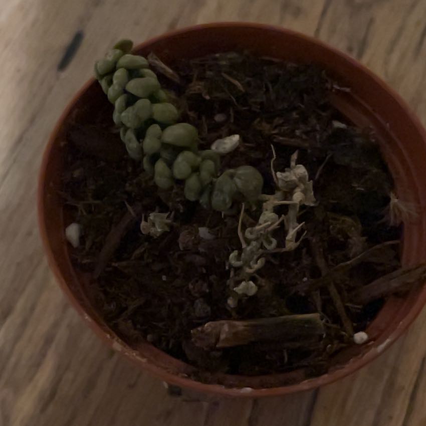 Photo of the plant species Dragon Jade by @MeekSongofindia named Dragon Jade on Greg, the plant care app