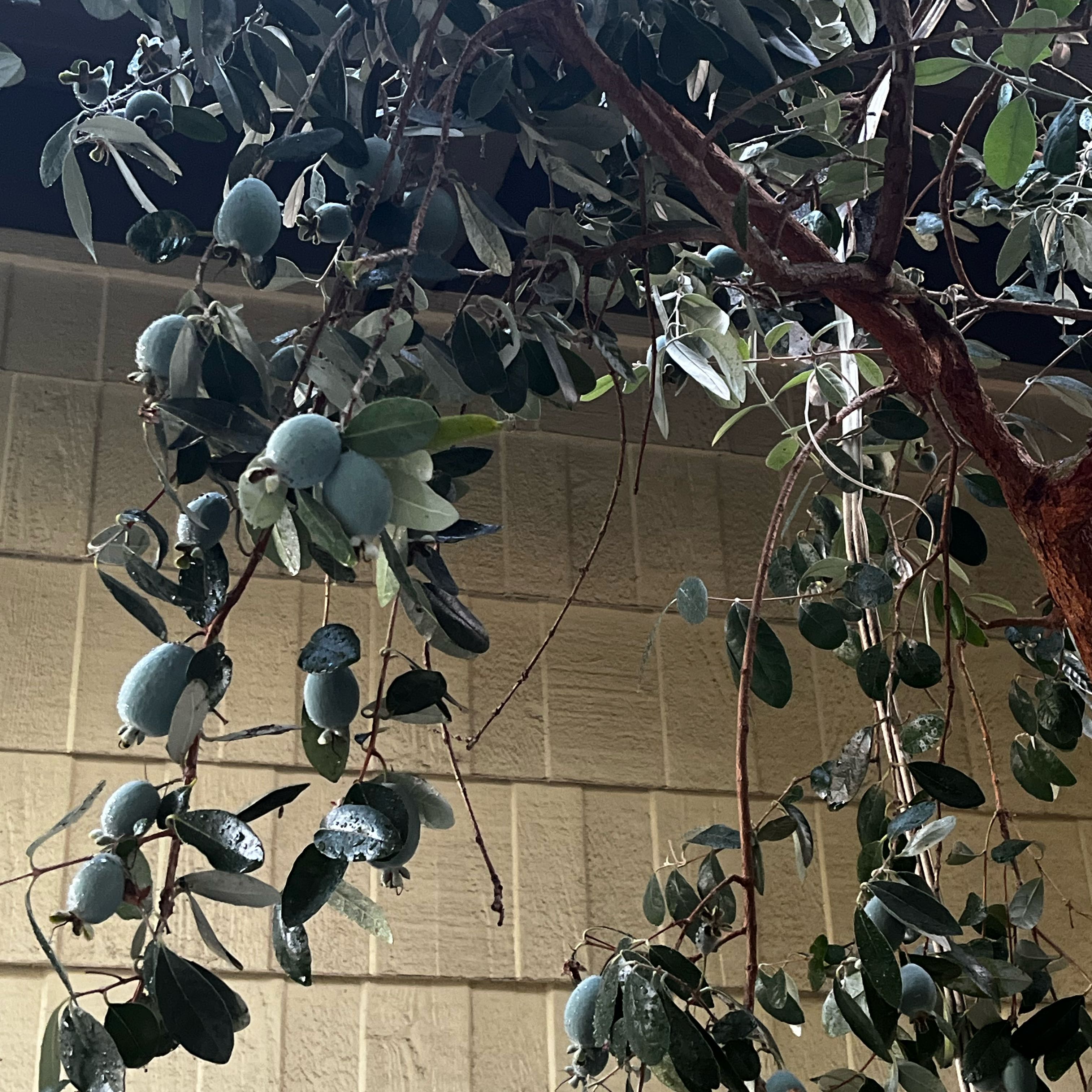 Photo of the plant species Pineapple Guava 'Apollo' by @BrittyB named Apollo on Greg, the plant care app