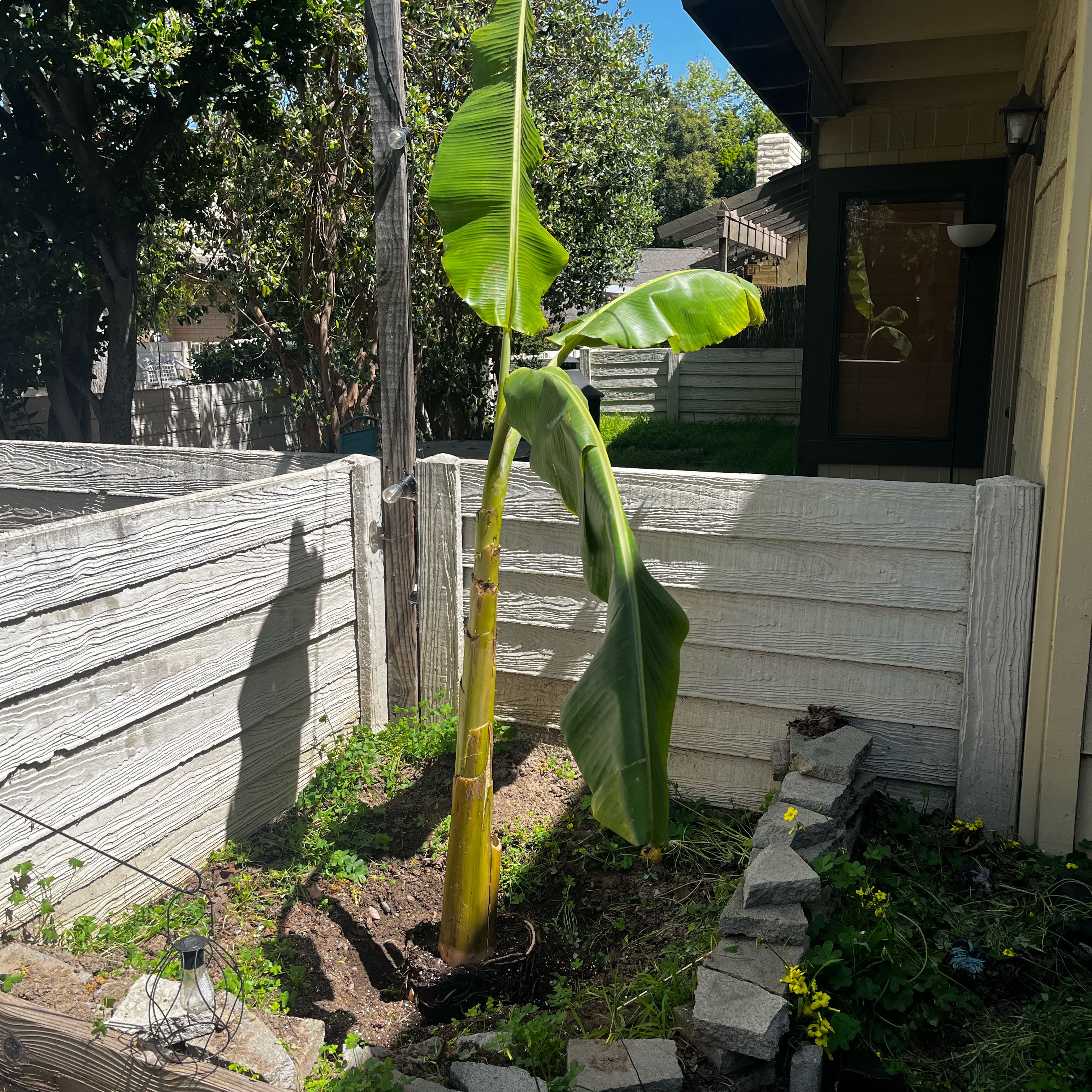 Photo of the plant species Ice Cream Banana by @BrittyB named Terra on Greg, the plant care app